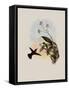 Wilson's Erythronote, Erythronota Edwardi-John Gould-Framed Stretched Canvas