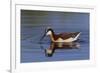 Wilson's phalarope foraging-Ken Archer-Framed Photographic Print