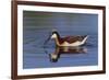 Wilson's phalarope foraging-Ken Archer-Framed Photographic Print