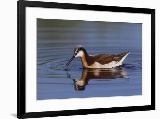 Wilson's phalarope foraging-Ken Archer-Framed Photographic Print