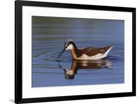 Wilson's phalarope foraging-Ken Archer-Framed Photographic Print