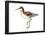 Wilson’S Phalarope (Phalaropus Tricolor), Birds-Encyclopaedia Britannica-Framed Poster