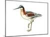 Wilson’S Phalarope (Phalaropus Tricolor), Birds-Encyclopaedia Britannica-Mounted Poster