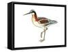 Wilson’S Phalarope (Phalaropus Tricolor), Birds-Encyclopaedia Britannica-Framed Stretched Canvas