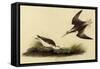 Wilson's Phalarope-John James Audubon-Framed Stretched Canvas