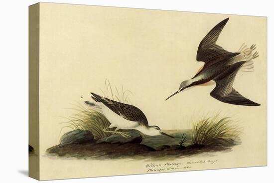 Wilson's Phalarope-John James Audubon-Stretched Canvas