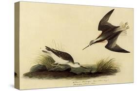 Wilson's Phalarope-John James Audubon-Stretched Canvas