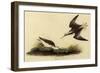 Wilson's Phalarope-John James Audubon-Framed Giclee Print