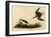 Wilson's Phalarope-John James Audubon-Framed Giclee Print