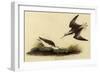 Wilson's Phalarope-John James Audubon-Framed Giclee Print