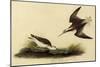 Wilson's Phalarope-John James Audubon-Mounted Giclee Print
