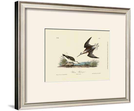 Wilson's Phalaropel-John James Audubon-Framed Art Print