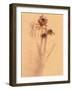 Wilted Flower and Stem Sketch-Robert Cattan-Framed Photographic Print