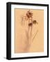 Wilted Flower and Stem Sketch-Robert Cattan-Framed Photographic Print