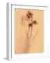 Wilted Flower and Stem Sketch-Robert Cattan-Framed Photographic Print