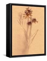 Wilted Flower and Stem Sketch-Robert Cattan-Framed Stretched Canvas
