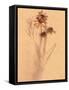 Wilted Flower and Stem Sketch-Robert Cattan-Framed Stretched Canvas