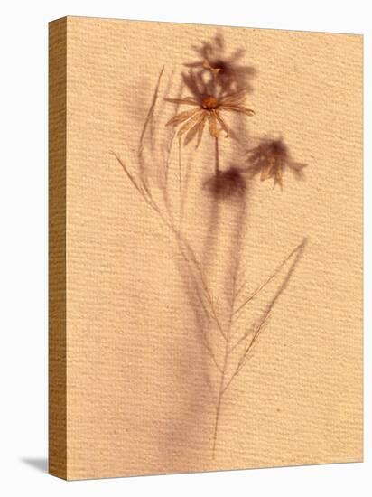 Wilted Flower and Stem Sketch-Robert Cattan-Stretched Canvas