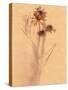 Wilted Flower and Stem Sketch-Robert Cattan-Stretched Canvas