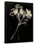 Wilted White Rose and Baby's Breath in Black and White-Robert Cattan-Framed Stretched Canvas