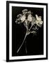 Wilted White Rose and Baby's Breath in Black and White-Robert Cattan-Framed Photographic Print