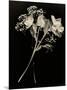 Wilted White Rose and Baby's Breath in Black and White-Robert Cattan-Mounted Photographic Print