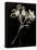 Wilted White Rose and Baby's Breath in Black and White-Robert Cattan-Stretched Canvas