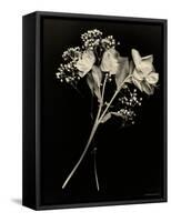 Wilted White Rose and Baby's Breath in Black and White-Robert Cattan-Framed Stretched Canvas