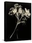 Wilted White Rose and Baby's Breath in Black and White-Robert Cattan-Stretched Canvas