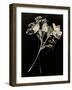 Wilted White Rose and Baby's Breath in Black and White-Robert Cattan-Framed Photographic Print