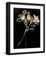 Wilted White Rose and Baby's Breath in Black and White-Robert Cattan-Framed Photographic Print