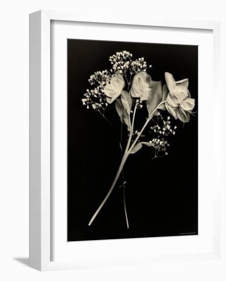 Wilted White Rose and Baby's Breath in Black and White-Robert Cattan-Framed Photographic Print