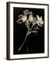 Wilted White Rose and Baby's Breath in Black and White-Robert Cattan-Framed Photographic Print