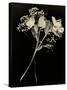 Wilted White Rose and Baby's Breath in Black and White-Robert Cattan-Stretched Canvas