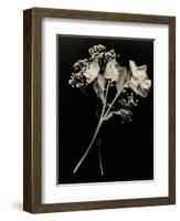 Wilted White Rose and Baby's Breath in Black and White-Robert Cattan-Framed Photographic Print