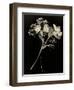 Wilted White Rose and Baby's Breath in Black and White-Robert Cattan-Framed Photographic Print