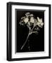 Wilted White Rose and Baby's Breath in Black and White-Robert Cattan-Framed Photographic Print