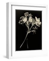 Wilted White Rose and Baby's Breath in Black and White-Robert Cattan-Framed Photographic Print