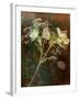 Wilted White Rose and Baby's Breath-Robert Cattan-Framed Photographic Print