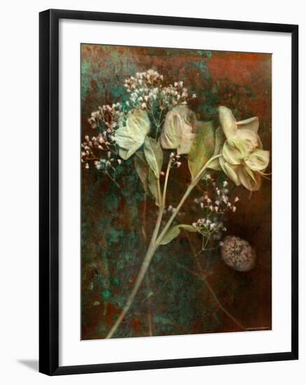 Wilted White Rose and Baby's Breath-Robert Cattan-Framed Photographic Print