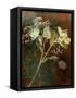 Wilted White Rose and Baby's Breath-Robert Cattan-Framed Stretched Canvas