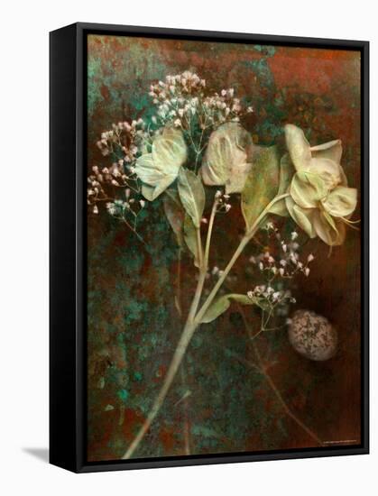 Wilted White Rose and Baby's Breath-Robert Cattan-Framed Stretched Canvas