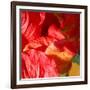 Wilting Hibiscus-Ruth Palmer-Framed Art Print