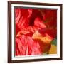 Wilting Hibiscus-Ruth Palmer-Framed Art Print