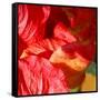 Wilting Hibiscus-Ruth Palmer-Framed Stretched Canvas