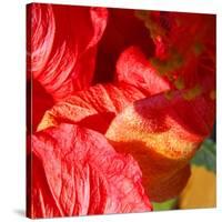 Wilting Hibiscus-Ruth Palmer-Stretched Canvas