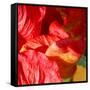 Wilting Hibiscus-Ruth Palmer-Framed Stretched Canvas