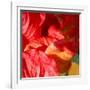 Wilting Hibiscus-Ruth Palmer-Framed Art Print