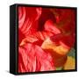 Wilting Hibiscus-Ruth Palmer-Framed Stretched Canvas