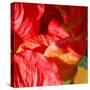 Wilting Hibiscus-Ruth Palmer-Stretched Canvas